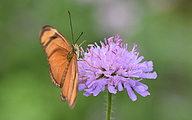 Julia butterfly (Dryas julia)